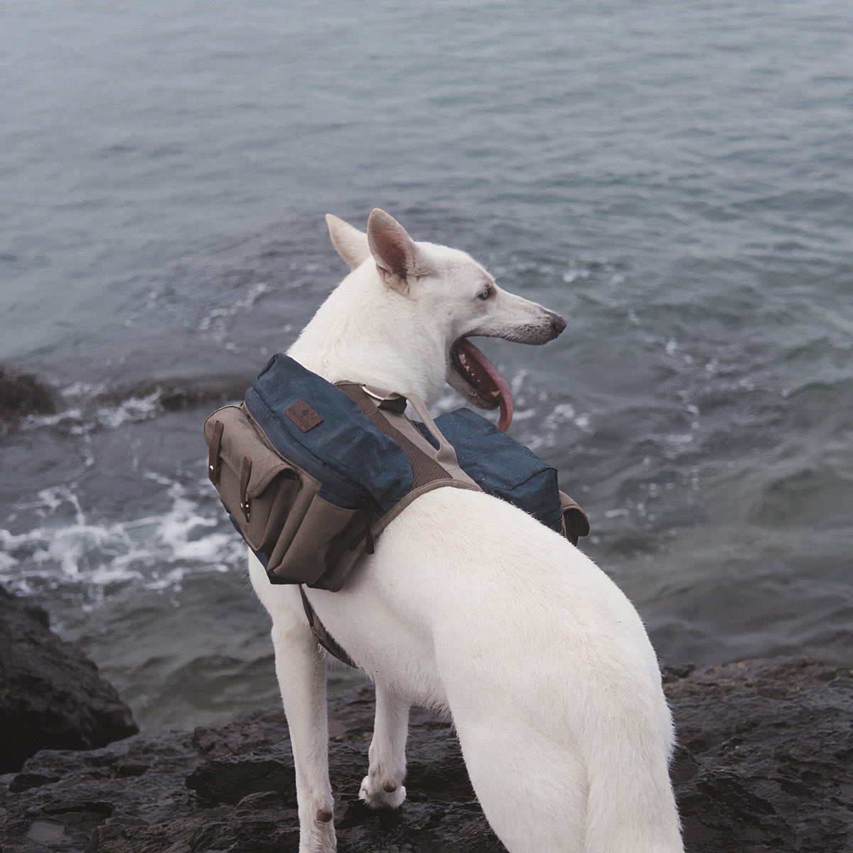 Cactus Creek Abenteuer-Hunderucksack an einem abenteuerlustigen Outdoor-Hund.