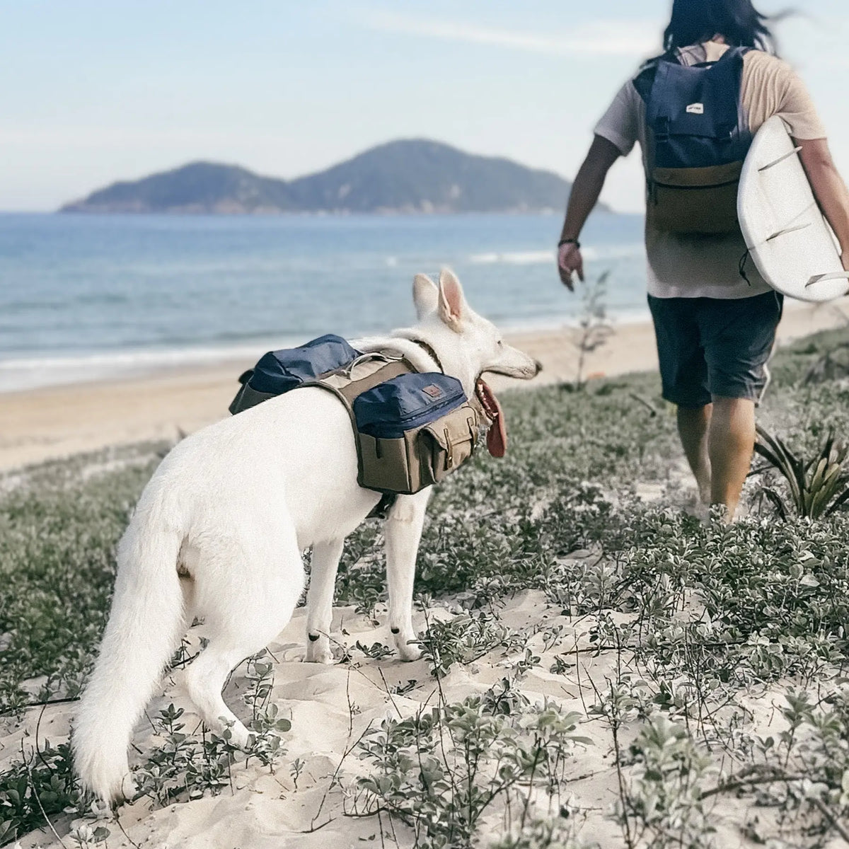 Abenteuerlustiger Hund mit Rucksack am Strand, Ausrüstung für den Surf-Lifestyle.