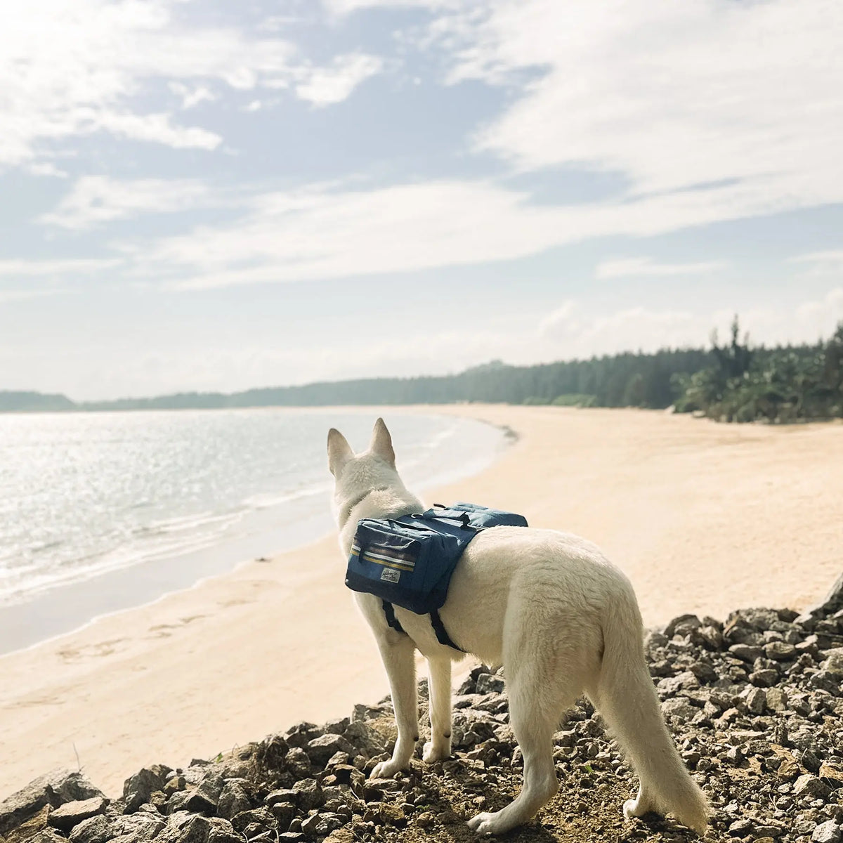 Abenteuerlustiger Hund am Strand mit Outdoor-Wanderrucksack.