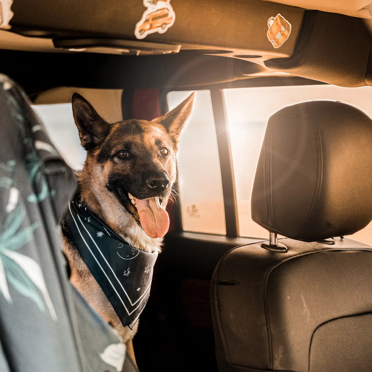 Hund mit Halstuch auf dem Rücksitz eines Autos, durch dessen Fenster die Abendsonne scheint, in stimmungsvoller Roadtrip- und Outdoor-Atmosphäre.