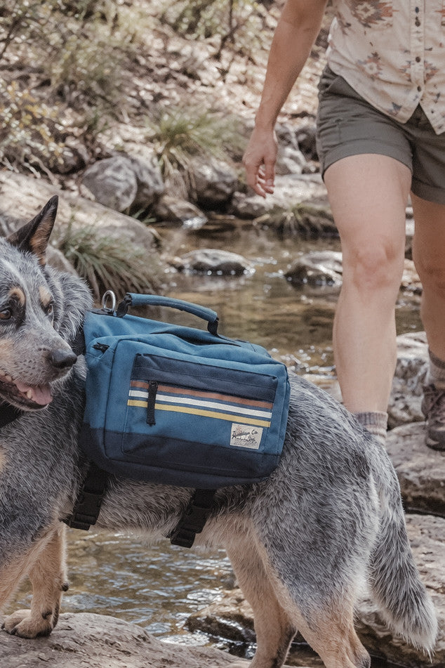 Hund mit blauem Wanderrucksack an einem felsigen Fluss, eine Person in der Nähe