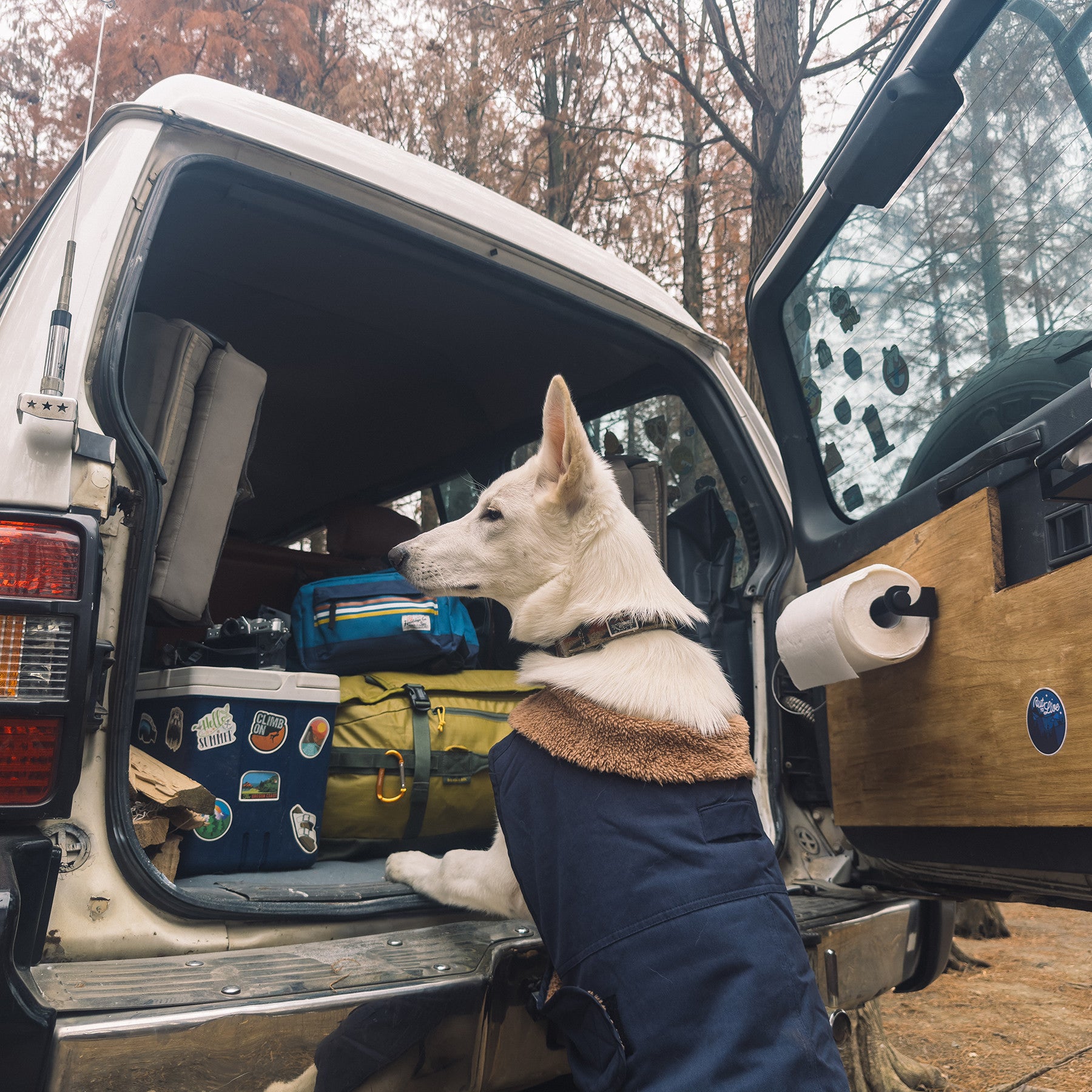 Weißer Hund mit dunkelblauer Sedona Dawn Winterjacke neben einem geöffneten Fahrzeug