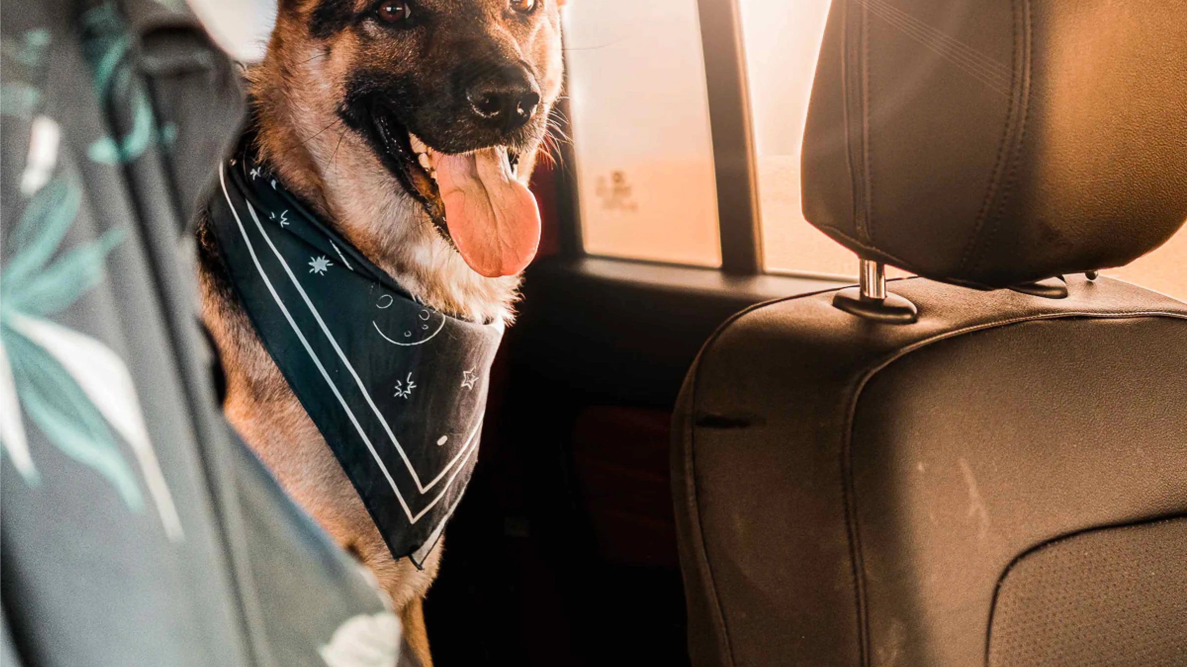 Dog's Accessories
