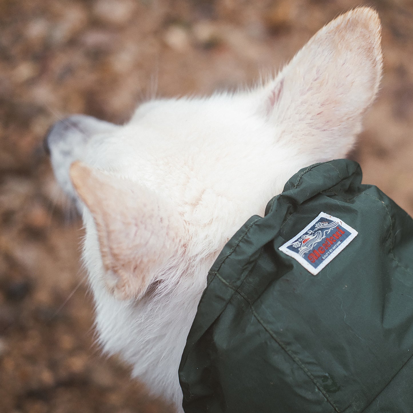 Baja Coastline Dog Rain Jacket Mezkui