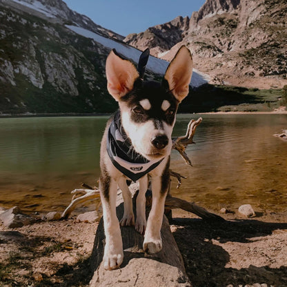 Junger abenteuerlustiger Welpe mit stilvollem Outdoor-Halstuch auf einem Felsen an einem malerischen Alpensee. Ideale Reiseausrüstung für aktive Hunde in der Wildnis.