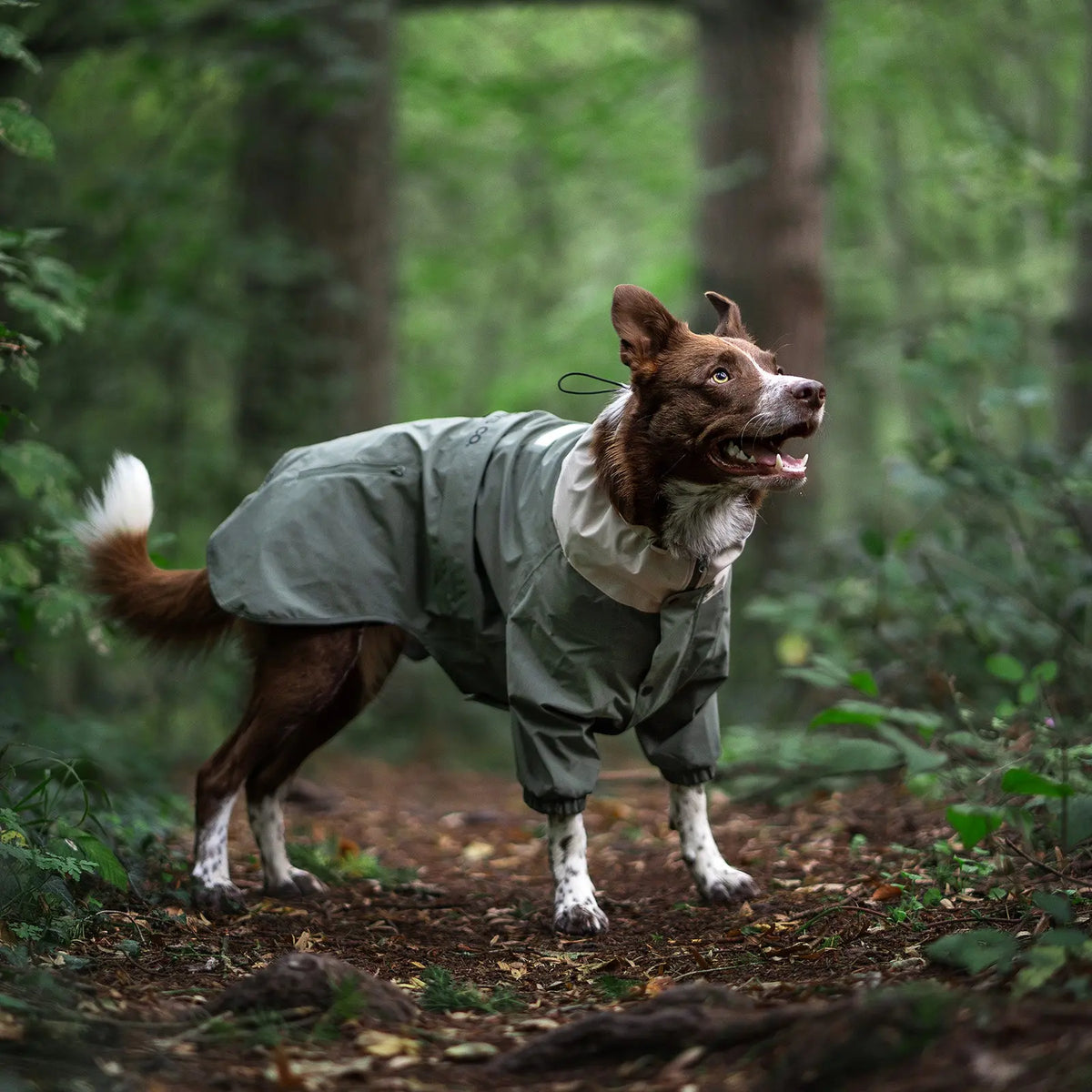 Ein braun-weißer Hund mit der grünen Midnight Forest Dog Jacket auf einem Waldweg.