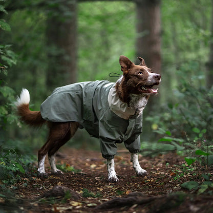 Braun-weißer abenteuerlustiger Hund in einer wasserdichten Ganzkörper-Regenjacke beim Wandern durch einen üppig grünen Wald. Der perfekte Hunderegenmantel für Erkundungen und Schutz auf Wanderwegen.