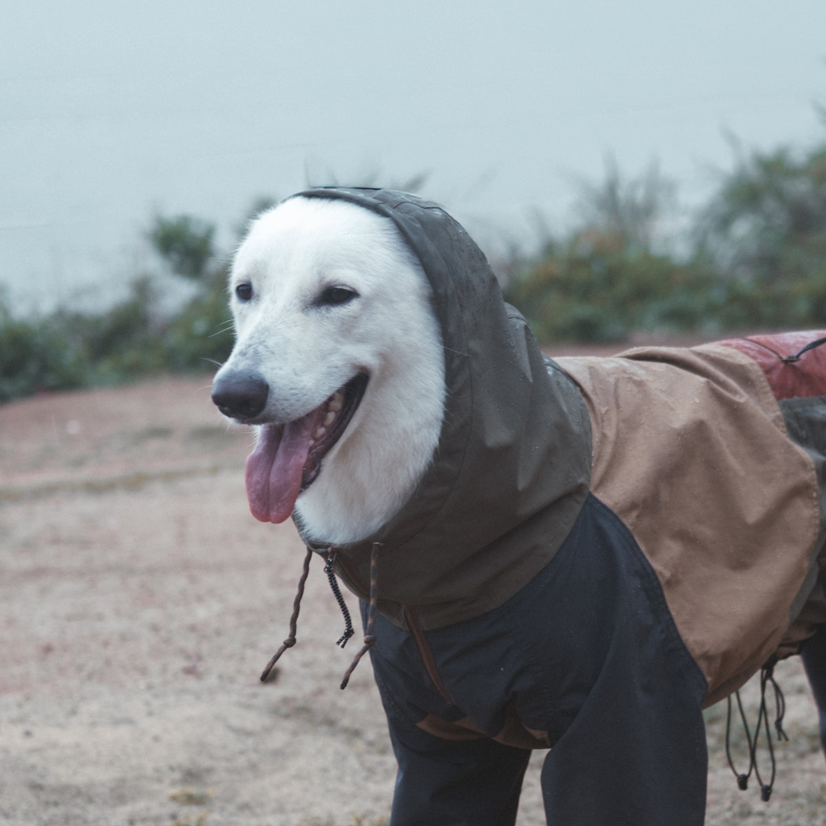 Ein Hund mit dem Horizon Over Mesa-Regenanzug im Freien