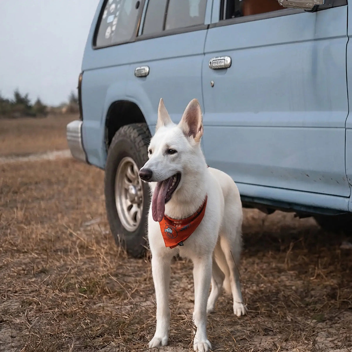 A white dog wearing the red Scenic Poop Dog Bandana beside a blue off-road vehicle.