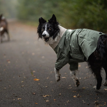 Schwarz-weißer Border Collie in einer grünen wasserdichten Hundejacke läuft auf einem Waldweg. Das Ganzkörperdesign mit Reißverschlusstasche und elastischen Bündchen schützt vor Regen, Wind und Schmutz.