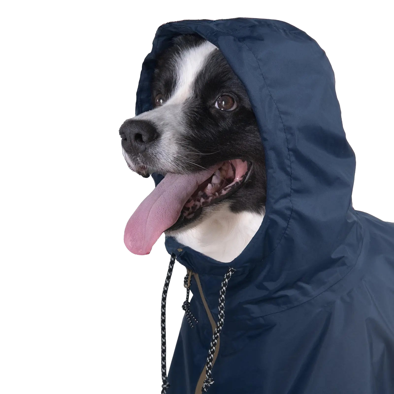 Border Collie im Baja Coastline Hunderegenponcho mit verstellbarer Kapuze für umfassenden Regen- und Windschutz bei Erkundungen im Freien.